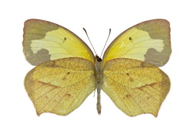 Eurema mexicana