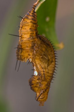 Heliconius melpomene pupa clipart