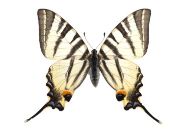 Iphiclides podalirius clipart