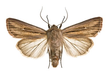 Leucania comma clipart