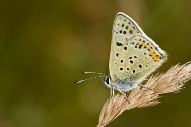 Lycaena tityrus clipart