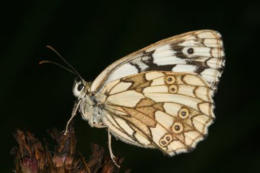 Marled White (Melanargia galaksisi))