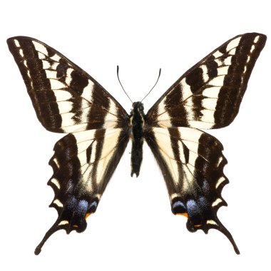 Papilio eurymedon