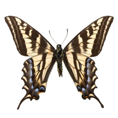 Papilio eurymedon