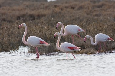 Phoenicopterus ruber