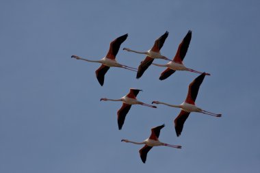 Phoenicopterus ruber