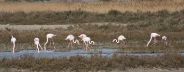 Phoenicopterus ruber