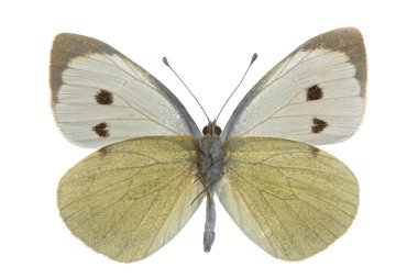 Pieris brassicae