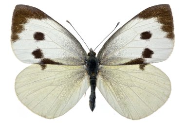 Pieris brassicae