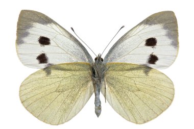 Pieris brassicae clipart