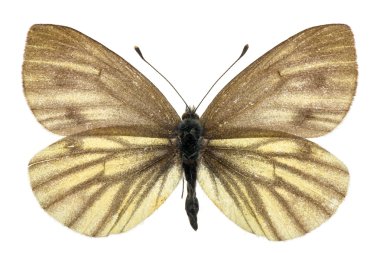 Pieris bryoniae