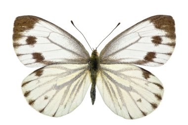 Pieris napi clipart