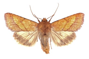 Pyrrhia umbra