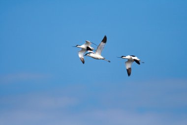 Pied Avocet (Recurvirostra avosetta) clipart