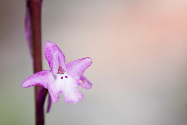 Орхидея квадрипунцовая — стоковое фото