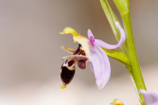 Ophrys Oestrifera — Stockfoto