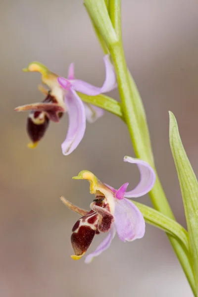 Ophrys Oestrifera — Φωτογραφία Αρχείου