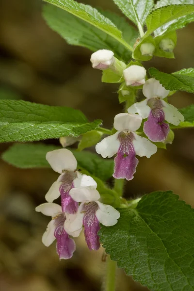 Melittis melissophyllum