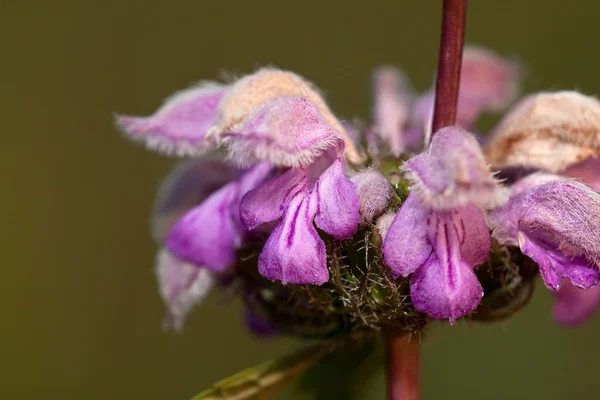 Phlomis tuberosa — Stok fotoğraf
