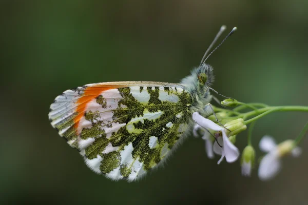 Oranjetipje vlinder — Stockfoto
