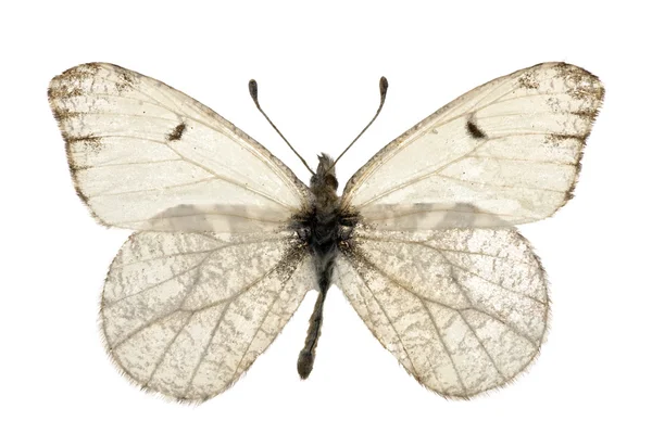 Lepidoptera lancetowata — Zdjęcie stockowe