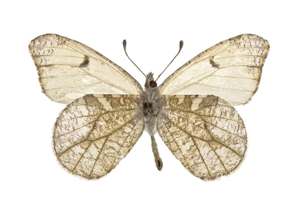 Anthocharis lanceolata — Stockfoto