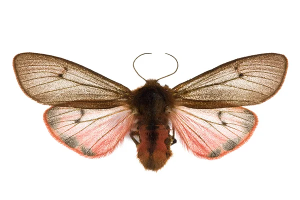 Phragmatobia クロゴキブリ — ストック写真