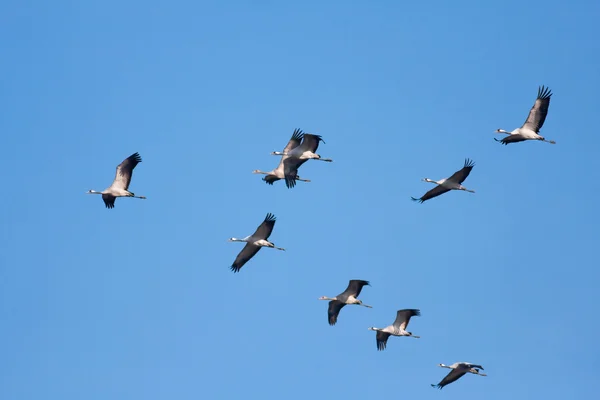 stock image Common Crane