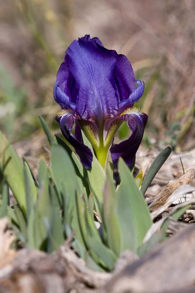 Iris lutescens —  Fotos de Stock