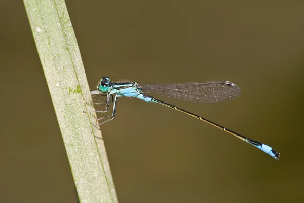 Mavi elegans — Stok fotoğraf