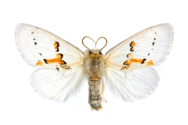 Leucodonta bicolore — Photo