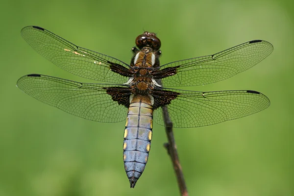 Libelle — Stockfoto