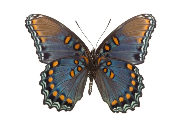 limenitis Artemis astyanax