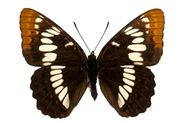 蛱蝶 lorquini — 图库照片