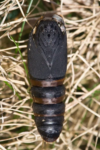 Macrothylacia rubi — Zdjęcie stockowe