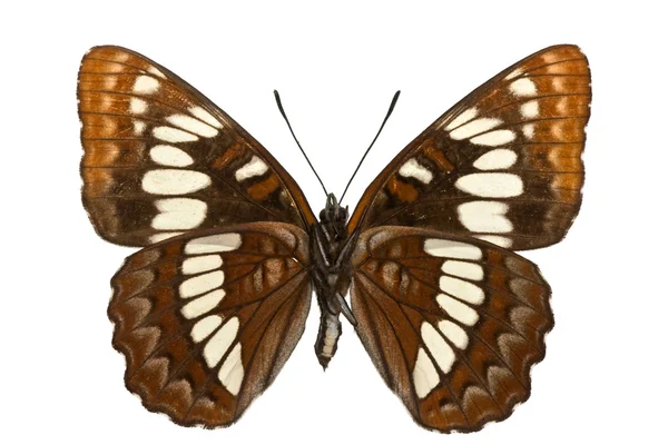 蛱蝶 lorquini — 图库照片