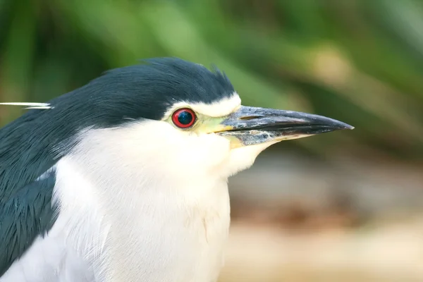 stock image Black-crowned Night Heron