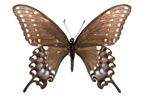 Papilio polyxenes — Stock fotografie