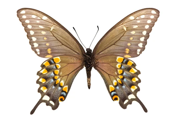 Papilio polyxenes — Zdjęcie stockowe