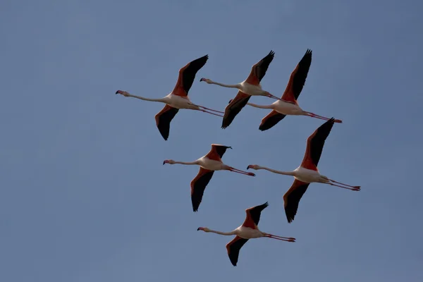 stock image Phoenicopterus ruber