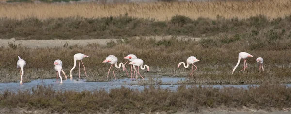 stock image Phoenicopterus ruber