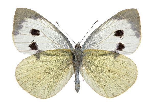 Pieris brassicae