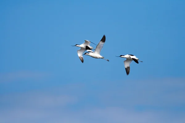 stock image Pied Avocet (Recurvirostra avosetta)