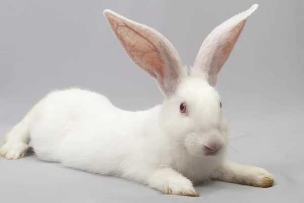 Conejo blanco se encuentra un fondo gris —  Fotos de Stock