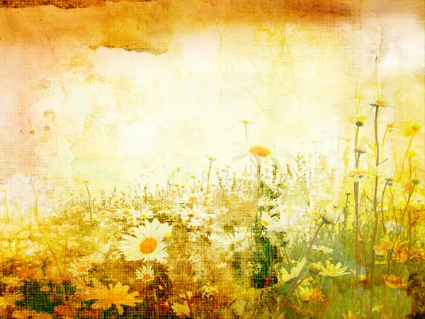 Krásný grunge pozadí s sedmikrásky — Stock fotografie