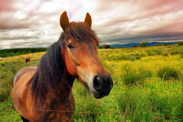Hermoso caballo de cerca — Foto de Stock
