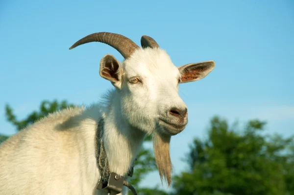 Big goat — Stock Photo, Image