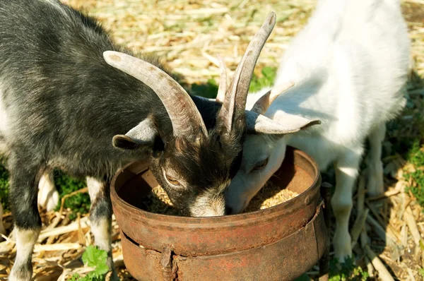 Jeść dwa małe kozy — Zdjęcie stockowe