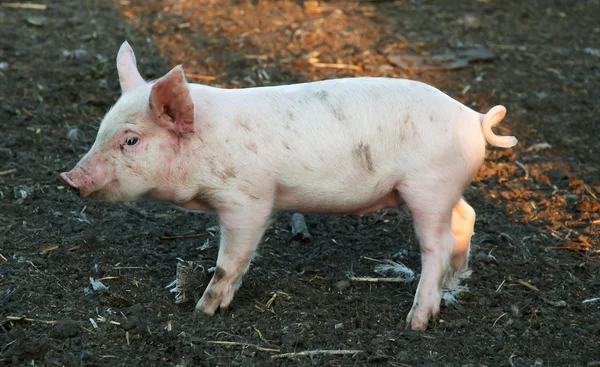 Small piglet — Stock Photo, Image