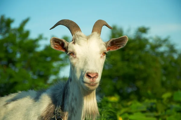 Big goat — Stock Photo, Image
